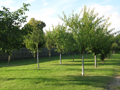 Der Pomologische Garten im Biebricher Schlosspark (September 2007)