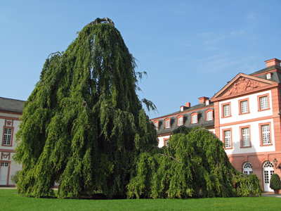 Die Hängebuche im Ehrenhof des Biebricher Schlosses (August 2007)